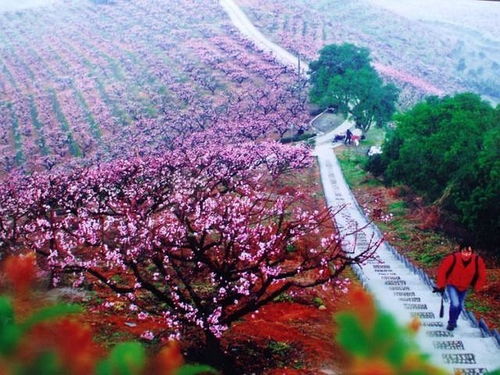 深入奉化十里桃花花海,徒步风景优美的古道 1天活动