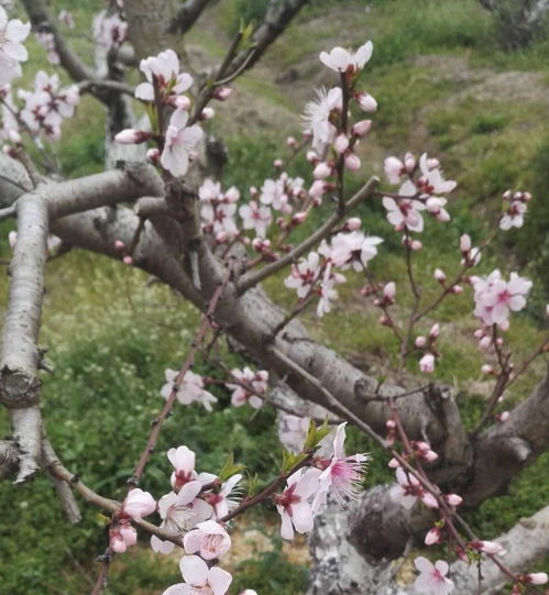 乡村旅游的怪现象, 桃花源 多称 天下第一桃园 的也越来越多