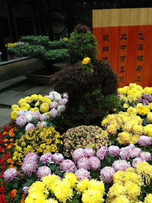 桃花源观菊展 秋色与诗意的邂逅