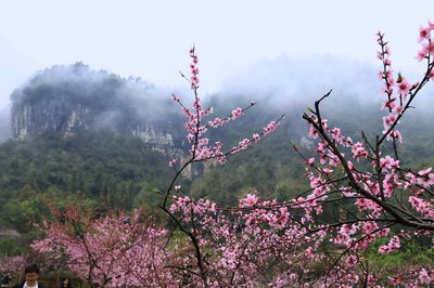 2020桃花源美食餐厅 穿越千年的味觉之旅与景点探秘